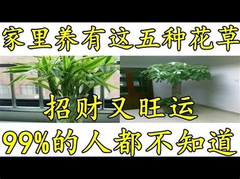 爬藤植物风水|風水師揭秘：爬藤植物如何招財？